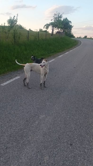 Vand animal de companie