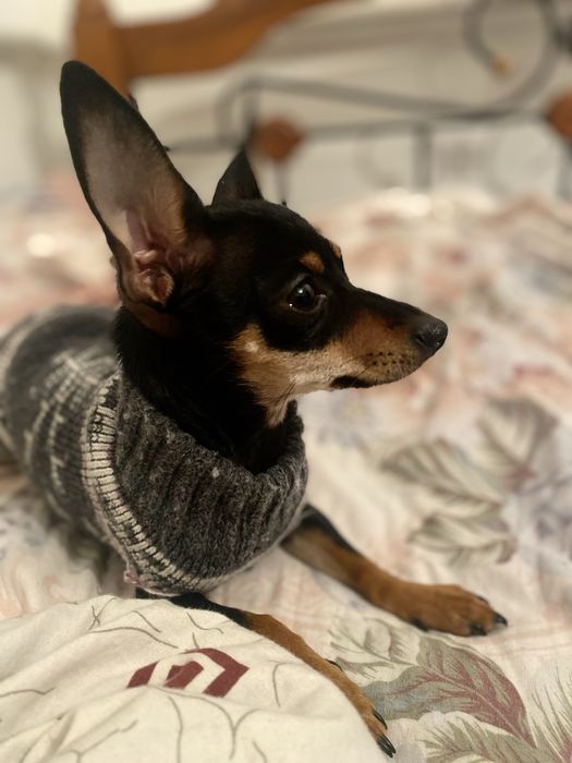 Русский той-терьер,девочка 1 год