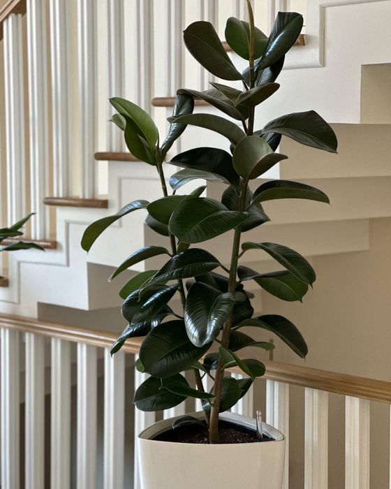 Фикус плетенный а также другие растения для офиса