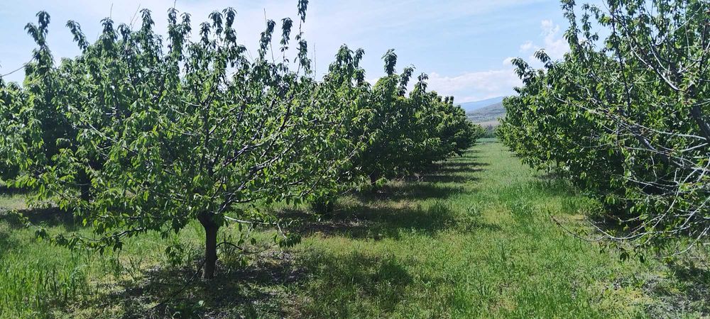 Продава се Земеделски имот в с. Синитово, Област Пазарджик -  кв.м за 2878 €/дка - Снимка #7