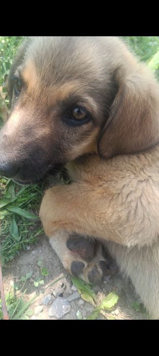 Отдам щенков в кыргауылды