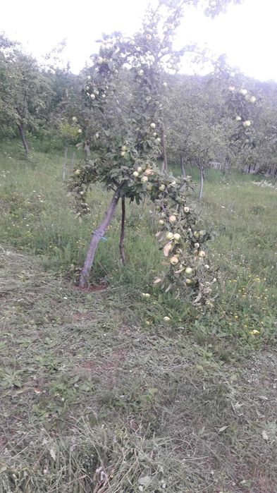 Vand Prune Tuica si Mere de Vara
