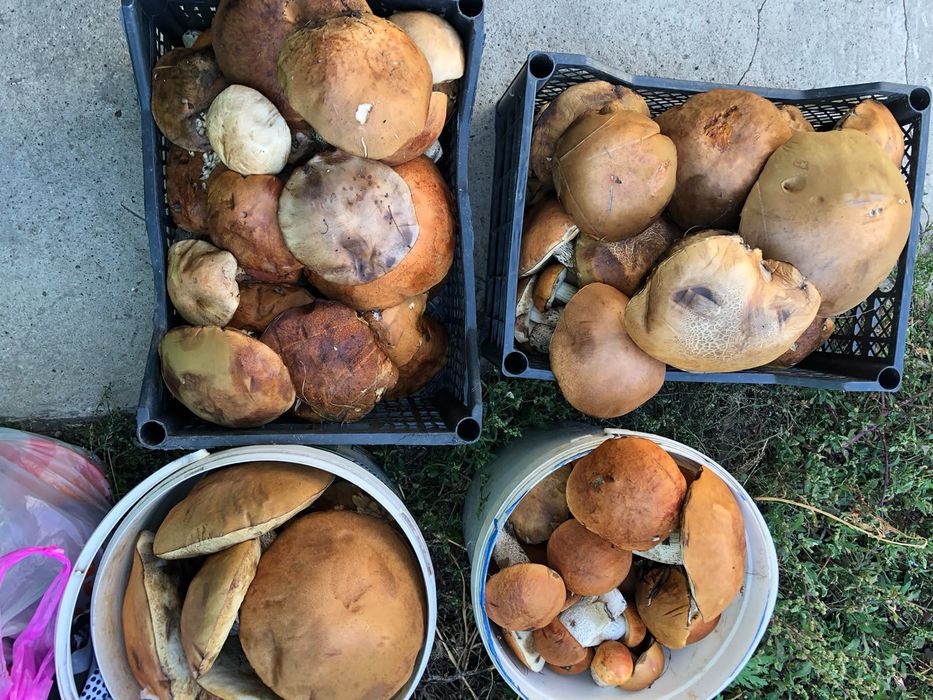 Продам грибы подосиновики