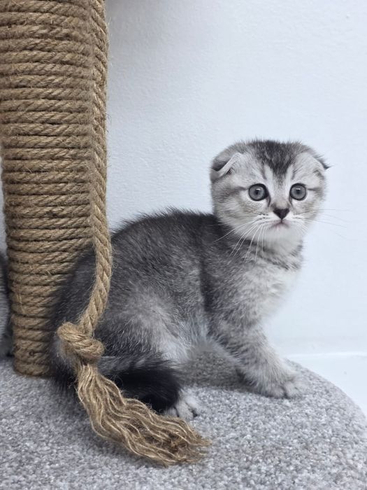 ШоТлаНдские КотЯта - КоШечКи