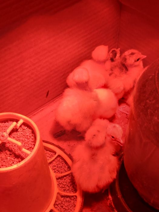 Балапан сатамын.Продам цыплят