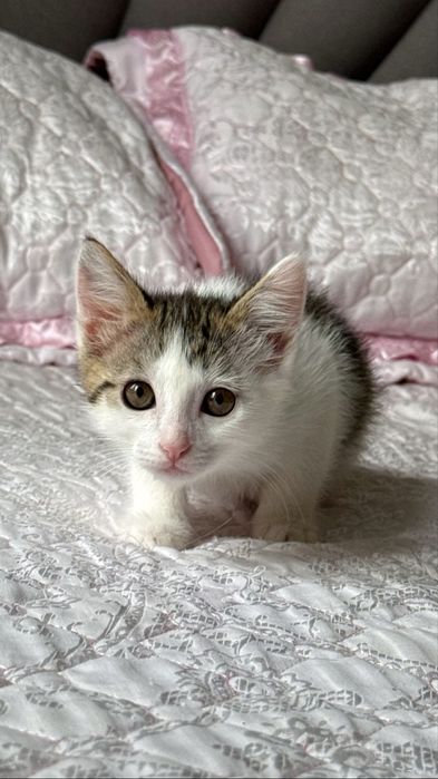 Красивый котенок 2 мес.
