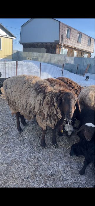 Продам Кошкар на племя  Гиссар