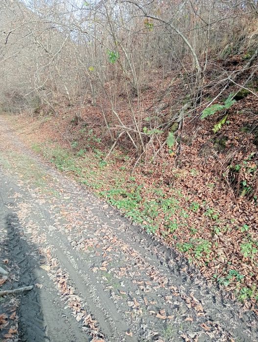 Vând/Schimb teren in zona Râului Mare, Retezat