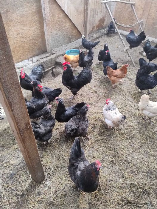 Ouă proaspete de la găini de țară!