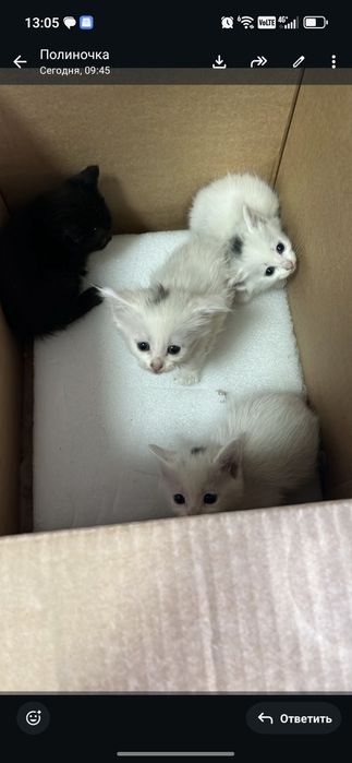 Отдам котят срочно