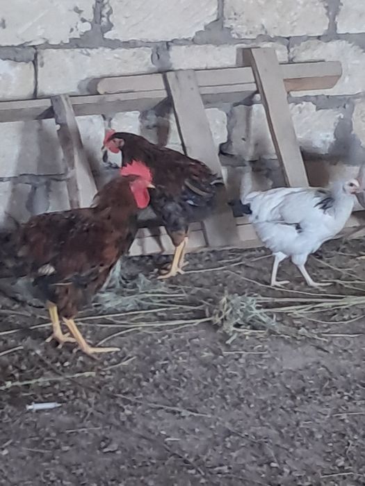 Кучинский петух.