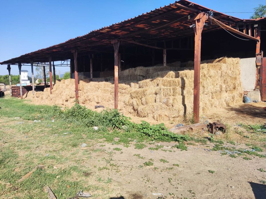 Бали сено, първи откос, реколта 2025