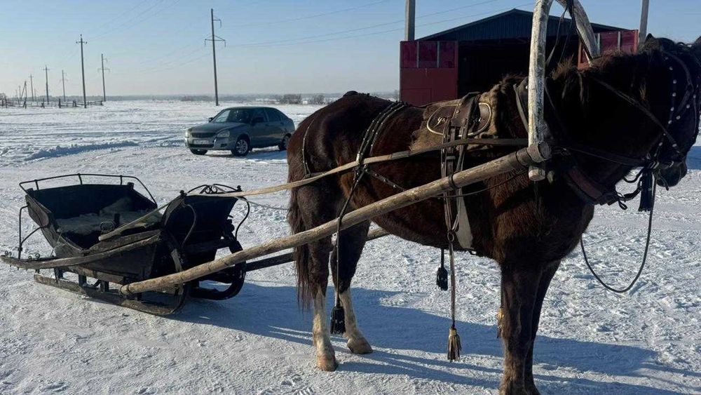 Продам АТ -мерин.