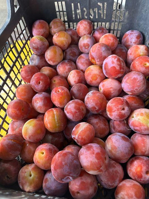 Prune de vanzare