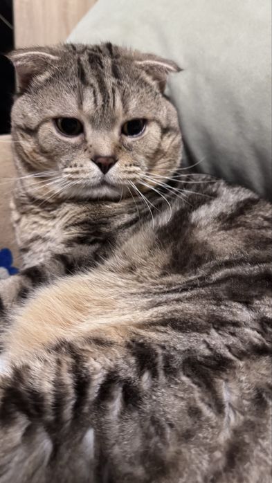 Отдам кота в добрые руки