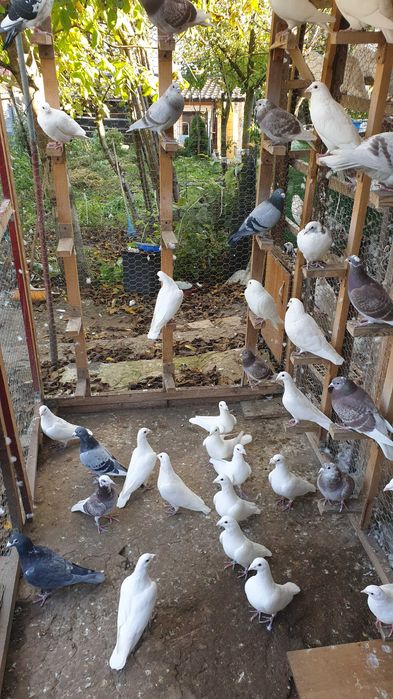 Ocazie! Vand porumbei voiajori albi si de concurs, recent deparazitati