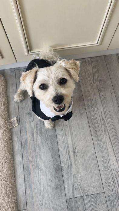Mascul bichon maltez cu pedigree