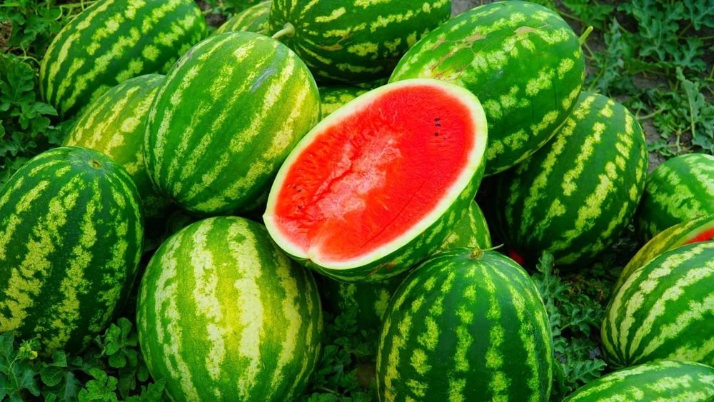 Продам арбуз с поля