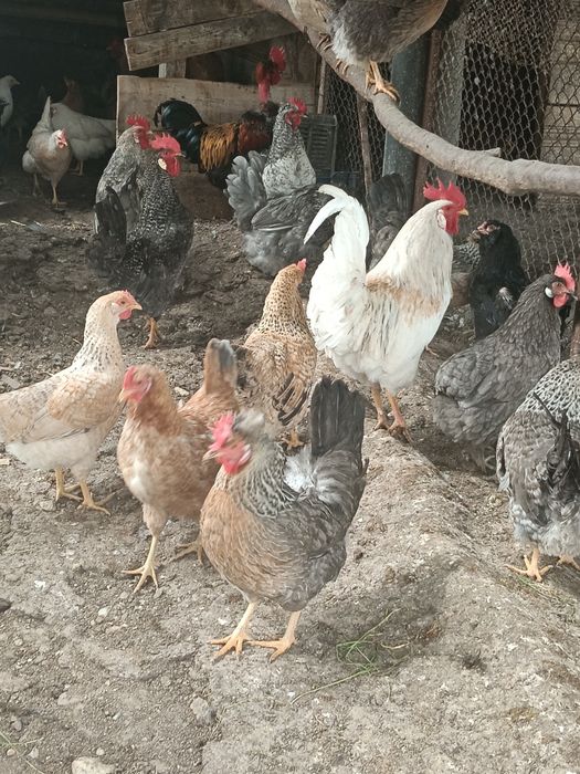 Яйца, патета, пилета, пъдпъдъци,копринки.