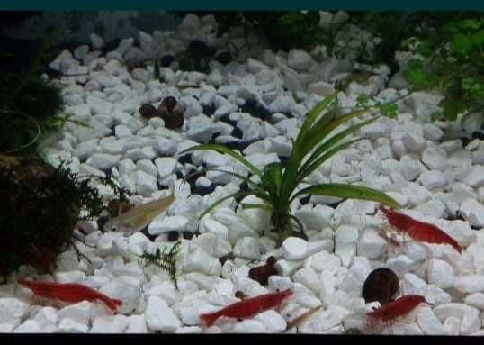 Аквариумная креветка "вишня"