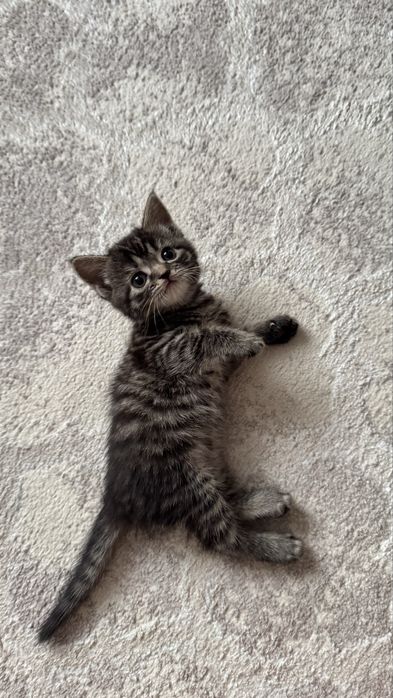 Котенок в добрые руки