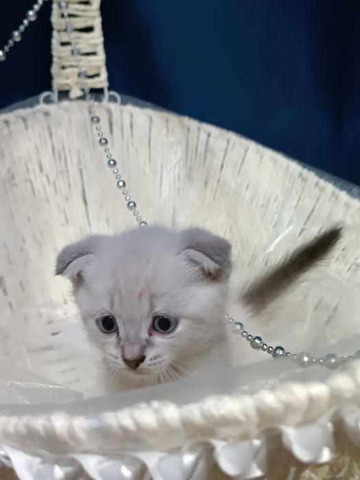 Котята 1.5 месяц