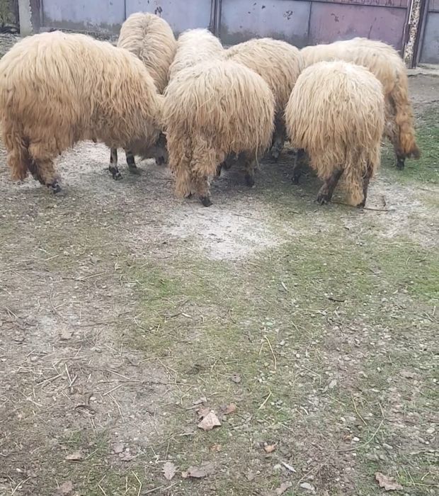 Oi si berbeci de vanzare