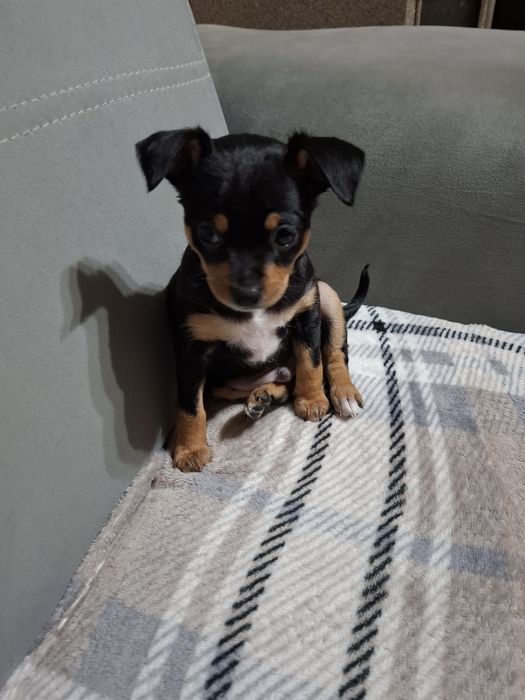 Кучето пинчер си търси ново дом