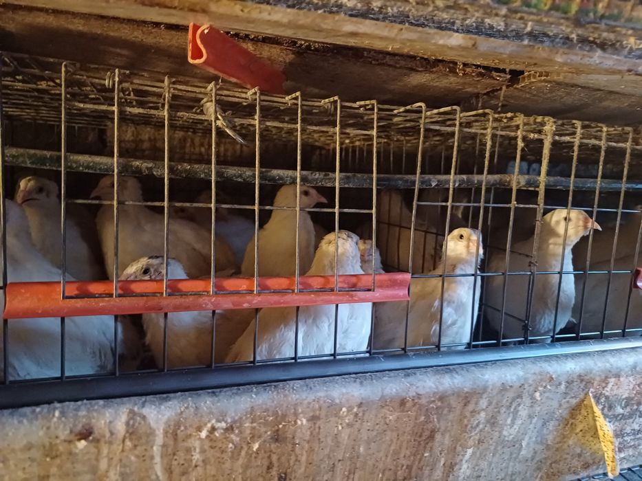 Vând tineret prepelițe!