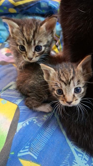 Отдам котят 1 месяц