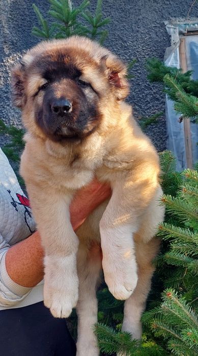 Детки Кавказской овчарки