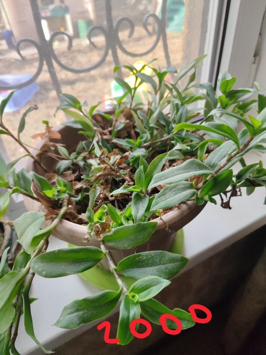 Продам комнатные цветы