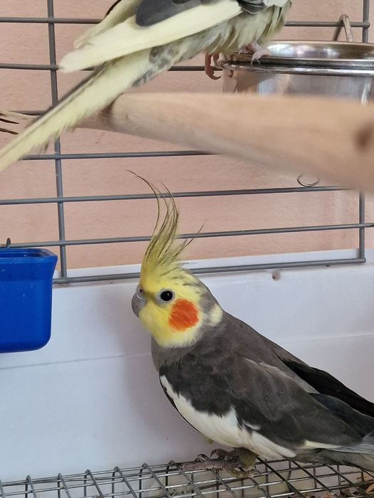 Попугай Корелла-нимфа  продам