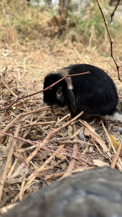 Вислоухие кролики баран Самцы