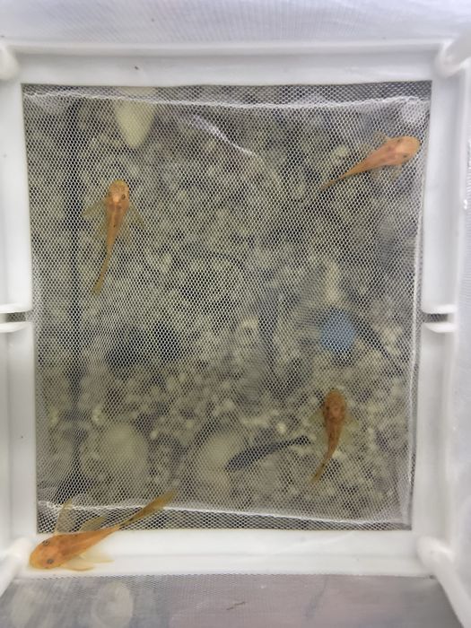 Анциструс вуалевый леопард номерные сомы LDA-016