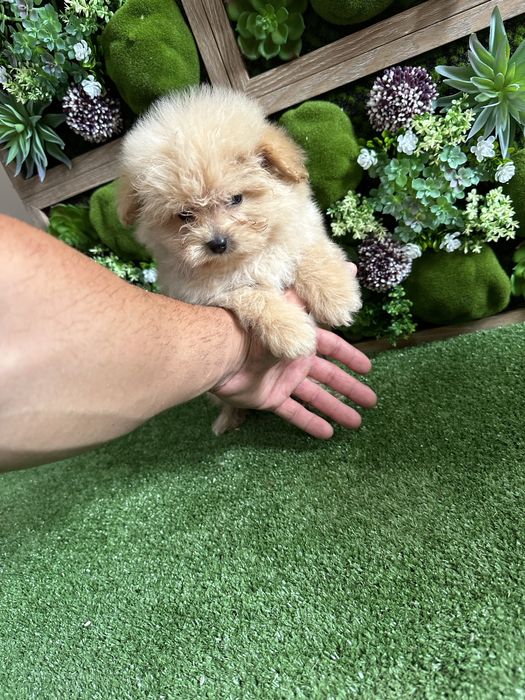 Pamapoo-Памапу.