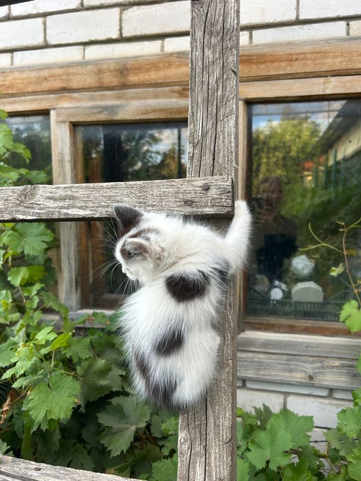 Отдам котят в хорошие руки