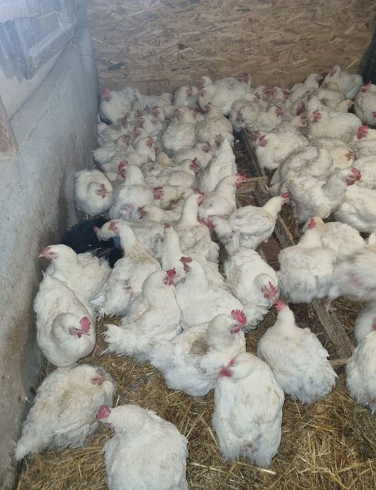 Găini albe de carne 5 kg