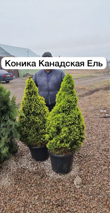 Ланшафтный дизайн