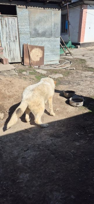 Собака  Алабай чистокровная