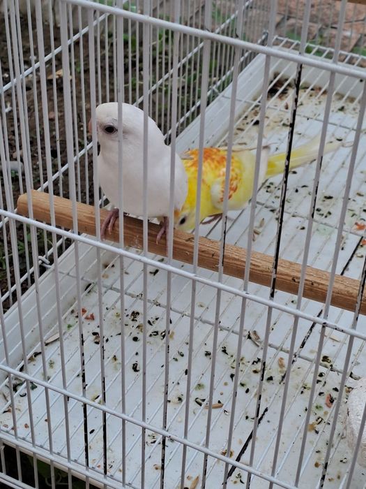 Pepchik qush sotiladi