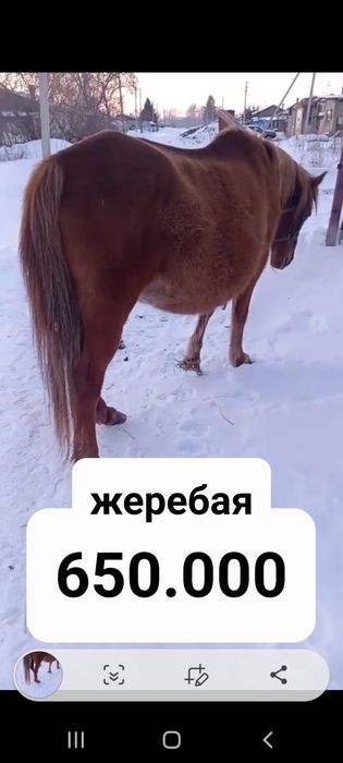Продам кабылу и двух жеребцов
