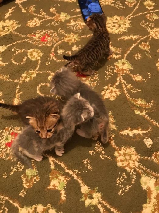 Шатлан мысығының марғаулары  бар