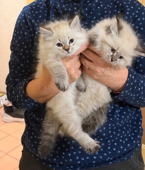 Котета Нева Маскарадна