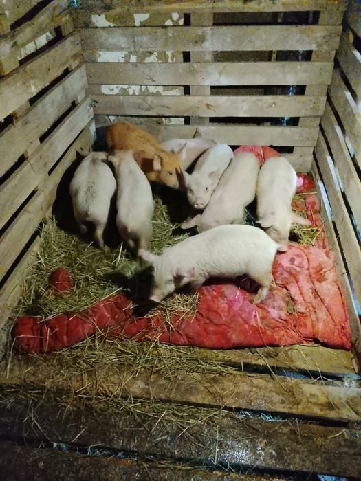 Продаются поросята