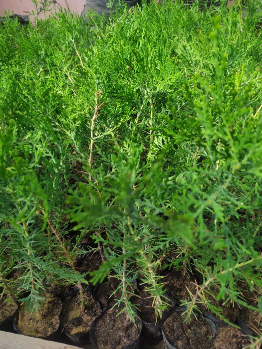 Туя восточная хвойное дерево