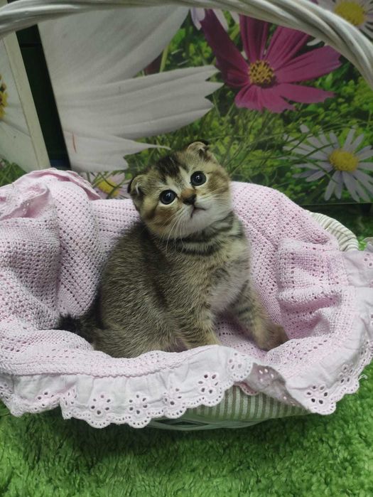 Шотландская кошечка