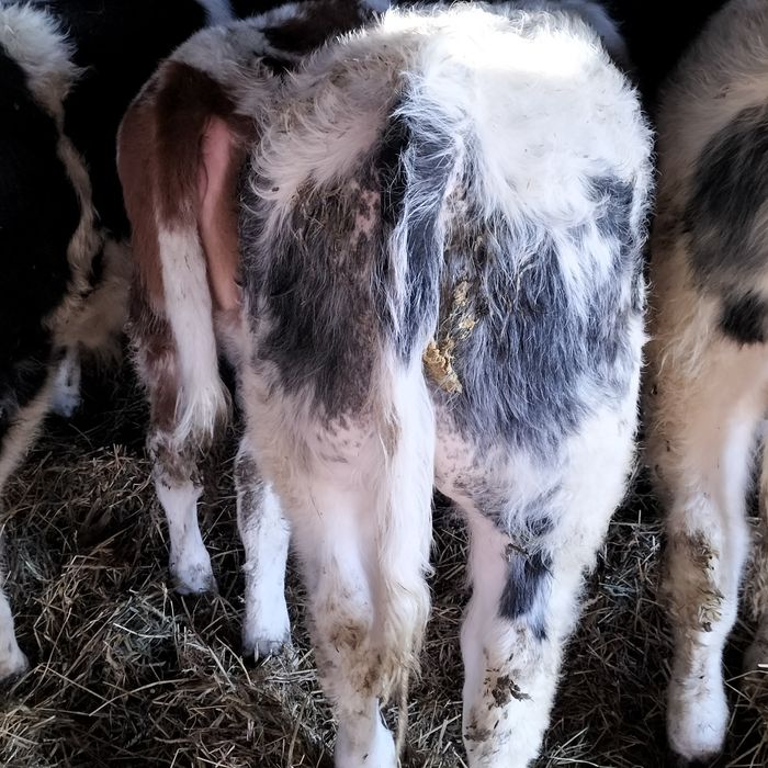 Vând viței înțărcați