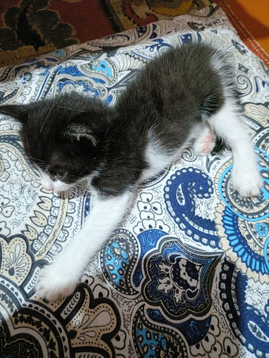 Пародистые котята. МЫСЫК