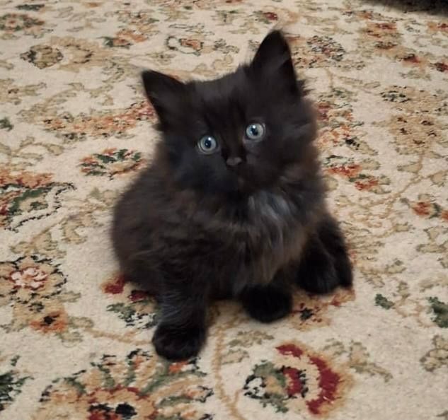 Котята, обе девочки